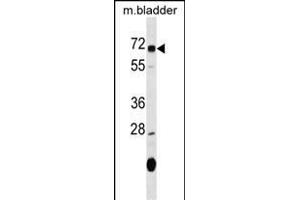 OSGIN1 Antibody (C-term) (ABIN1537394 and ABIN2849558) western blot analysis in mouse bladder tissue lysates (35 μg/lane). (OSGIN1 Antikörper  (C-Term))