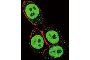 Confocal immunofluorescent analysis of SD3- Antibody (ABIN653953 and ABIN2843175) with Hela cell followed by Alexa Fluor 488-conjugated goat anti-rabbit lgG (green). (SMAD3 Antikörper  (AA 186-215))