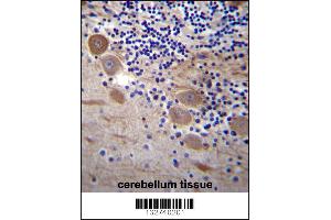 SSR2 Antibody immunohistochemistry analysis in formalin fixed and paraffin embedded human cerebellum tissue followed by peroxidase conjugation of the secondary antibody and DAB staining. (SSR2 Antikörper  (C-Term))