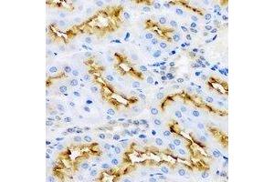 Immunohistochemical analysis of Aminoacylase 1 staining in rat kidney formalin fixed paraffin embedded tissue section. (Aminoacylase 1 Antikörper)