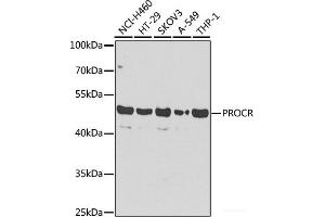 Western blot analysis of extracts of various cell lines using PROCR Polyclonal Antibody at dilution of 1:1000. (PROCR Antikörper)