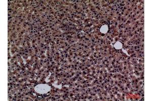 Immunohistochemistry (IHC) analysis of paraffin-embedded Rat liver, antibody was diluted at 1:100. (Glypican 3 Antikörper  (Internal Region))