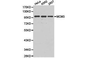 Western Blotting (WB) image for anti-Minichromosome Maintenance Complex Component 3 (MCM3) antibody (ABIN1873664) (MCM3 Antikörper)