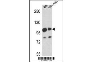 Western blot analysis in 293,NCI-H460 cell line lysates (35ug/lane). (MAML1 Antikörper  (AA 198-225))