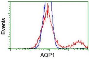 HEK293T cells transfected with either RC205304 overexpress plasmid (Red) or empty vector control plasmid (Blue) were immunostained by anti-AQP1 antibody (ABIN2454187), and then analyzed by flow cytometry. (Aquaporin 1 Antikörper)