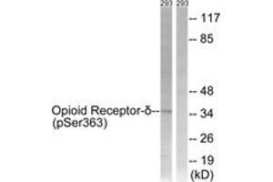 Western blot analysis of extracts from 293 cells treated with TSA 400nM 24h, using Opioid Receptor-delta (Phospho-Ser363) Antibody. (OPRD1 Antikörper  (pSer363))