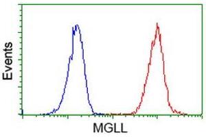 Image no. 3 for anti-Monoglyceride Lipase (MGLL) antibody (ABIN1499436) (MGLL Antikörper)