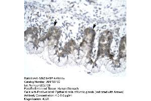 Human Stomach (IVNS1ABP Antikörper  (N-Term))