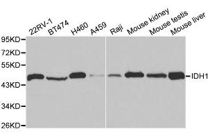IDH1 anticorps  (AA 1-414)