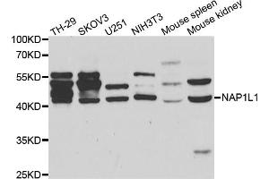 Western blot analysis of extracts of various cell lines, using NAP1L1 antibody (ABIN5971468) at 1:400 dilution. (NAP1L1 Antikörper)