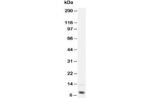 Western blot testing of IGF-1 antibody and recombinant human protein 2. (IGF1 Antikörper  (Middle Region))