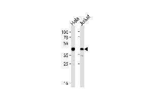 ACTR2 Antibody (Center) (ABIN1882060 and ABIN2840821) western blot analysis in Hela,Jurkat cell line lysates (35 μg/lane).