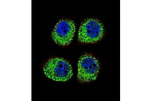 Immunofluorescence (IF) image for anti-Arrestin, beta 1 (ARRB1) (AA 336-363), (C-Term) antibody (ABIN655944)