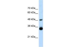 Western Blotting (WB) image for anti-Homeobox C9 (HOXC9) antibody (ABIN2461220) (HOXC9 Antikörper)