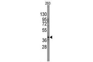 Image no. 1 for anti-SRY (Sex Determining Region Y)-Box 2 (SOX2) (N-Term) antibody (ABIN357437) (SOX2 Antikörper  (N-Term))