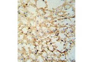 Immunohistochemistry analysis in formalin fixed and paraffin embedded mouse kidney tissue reacted with LYPD1 Antibody (C-term) followed which was peroxidase conjugated to the secondary antibody and followed by DAB staining. (LYPD1 Antikörper  (C-Term))