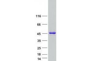 Validation with Western Blot (C19orf54 Protein (Myc-DYKDDDDK Tag))