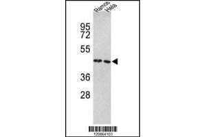 Western blot analysis of TUFM Antibody in Ramos, Hela cell line lysates (35ug/lane) (TUFM Antikörper  (N-Term))