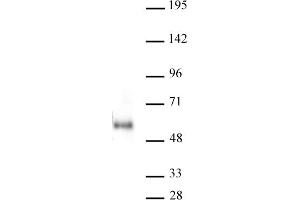 MAZ antibody (mAb) tested by Western Blot. (MAZ Antikörper)