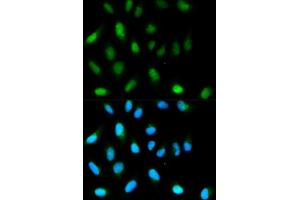 Immunofluorescence analysis of HeLa cells using CBX5 antibody. (CBX5 Antikörper  (AA 1-191))