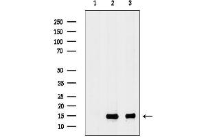 Western blot analysis of lysates from various samples, using RPL34 Antibody.
