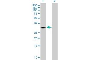 Western Blot analysis of CCNG1 expression in transfected 293T cell line by CCNG1 MaxPab polyclonal antibody. (Cyclin G1 Antikörper  (AA 1-295))