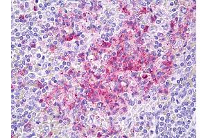 Anti-CEACAM8 / CD66b antibody IHC of human spleen. (CEACAM8 Antikörper)