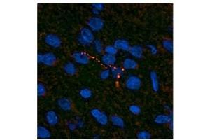 Leptin antibody used at a concentration of 10 ug/ml to detect neuronal processes in the hypothalamus of rodent brain (red). (Leptin Antikörper  (Middle Region))