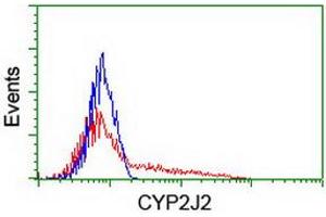 HEK293T cells transfected with either RC207417 overexpress plasmid (Red) or empty vector control plasmid (Blue) were immunostained by anti-CYP2J2 antibody (ABIN2454989), and then analyzed by flow cytometry. (CYP2J2 Antikörper)