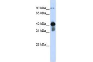Image no. 1 for anti-Upstream Transcription Factor 2, C-Fos Interacting (USF2) (AA 108-157) antibody (ABIN6744241) (USF2 Antikörper  (AA 108-157))