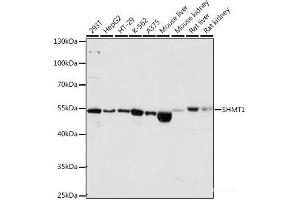 Western blot analysis of extracts of various cell lines using SHMT1 Polyclonal Antibody at dilution of 1:1000.