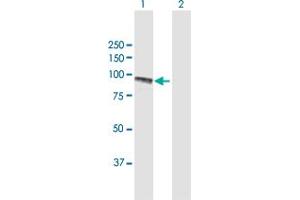 Western Blot analysis of PLOD2 expression in transfected 293T cell line by PLOD2 MaxPab polyclonal antibody. (PLOD2 Antikörper  (AA 1-758))