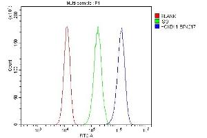 Flow Cytometry analysis of 293T cells using anti-HOXD11 antibody (ABIN7603174). (HOXD11 Antikörper  (N-Term))