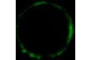 Immunofluorescence staining of HLA-G1 transfectants (LCL-HLA-G1) using HLA-G monoclonal antibody, clone MEM-G/9  Alexa Fluor® 488 Fab-fragment. (HLAG Antikörper)