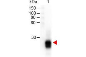Image no. 1 for Goat anti-Rabbit IgG (F(ab')2 Region) antibody (HRP) (ABIN301437) (Ziege anti-Kaninchen IgG (F(ab')2 Region) Antikörper (HRP))