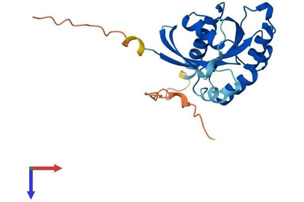 RAB3B Protein (AA 1-219) (His tag)