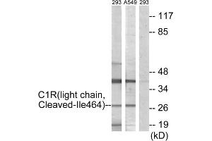 Western blot analysis of extracts from 293 cells treated with etoposide (25uM, 1hour) and A549 cells treated with etoposide (25uM, 24hours), using C1R (light chain, Cleaved-Ile464) antibody. (C1R Antikörper  (Cleaved-Ile464))