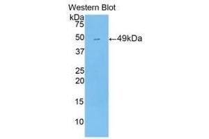 Western Blotting (WB) image for anti-Nuclear Receptor Subfamily 1, Group I, Member 2 (NR1I2) (AA 205-390) antibody (ABIN7438790)