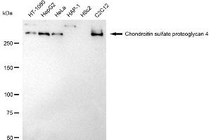 Western blotting analysis using Chondroitin sulfate proteoglycan 4 antibody (ABIN7799361). (Rekombinanter NG2 Antikörper)