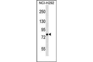 Western blot analysis of MMP9 Antibody (C-term) in NCI-H292 cell line lysates (35ug/lane).