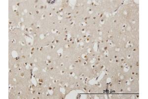 Immunoperoxidase of monoclonal antibody to EMX2 on formalin-fixed paraffin-embedded human cerebral cortex. (EMX2 Antikörper  (AA 103-200))