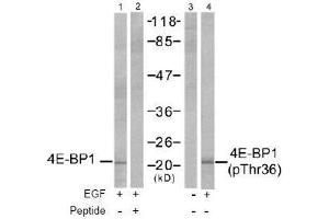 Image no. 2 for anti-Eukaryotic Translation Initiation Factor 4E Binding Protein 1 (EIF4EBP1) (Thr36) antibody (ABIN197450) (eIF4EBP1 Antikörper  (Thr36))