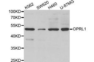 Western Blotting (WB) image for anti-Opiate Receptor-Like 1 (OPRL1) antibody (ABIN1980239) (OPRL1 Antikörper)