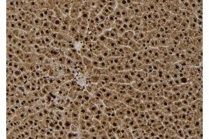 ABIN6261479 and ABIN6279420 at 1/100 staining Rat liver tissue by IHC-P. (EIF2C3 Antikörper  (Internal Region))