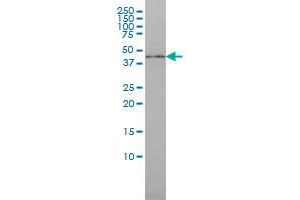 ISGF3G monoclonal antibody (M02), clone 1D11 Western Blot analysis of ISGF3G expression in MCF-7 . (IRF9 Antikörper  (AA 1-393))