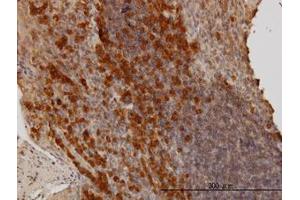 Image no. 1 for anti-BCL2-Associated Athanogene (BAG1) (AA 241-346) antibody (ABIN598553) (BAG1 Antikörper  (AA 241-346))