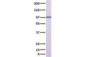 Validation with Western Blot (HGF Protein (Transcript Variant 1))