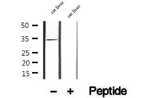 Western blot analysis of extracts of rat liver tissue, using COLEC11 antibody. (COLEC11 Antikörper  (C-Term))