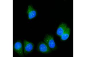 IF analysis of SRP54 using anti-SRP54 antibody (ABIN7600501). (SRP54 Antikörper  (AA 2-433))