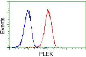 Image no. 1 for anti-Pleckstrin (PLEK) antibody (ABIN1500266) (Pleckstrin Antikörper)
